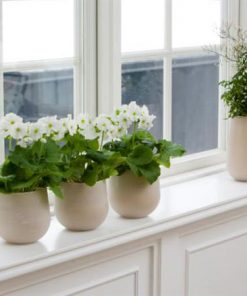 Cây cảnh trang trí phòng khách